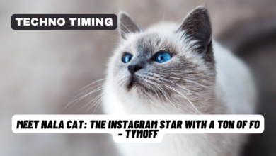 meet nala cat: the instagram star with a ton of fo - tymoff