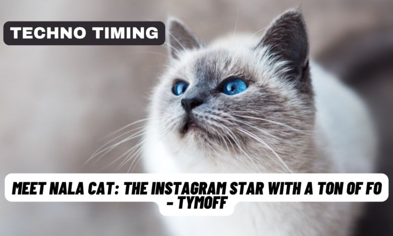 meet nala cat: the instagram star with a ton of fo - tymoff